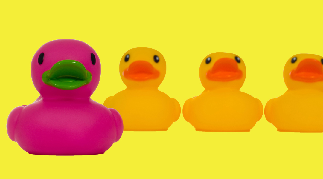 Image of a magenta plastic duck in front of yellow plastic ducks